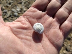 Sonorelix borregoensis