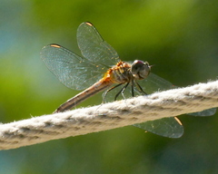 Nannothemis bella