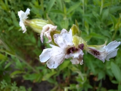 Microbotryum lychnidis-dioicae