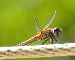 Nannothemis bella