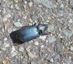 Platycerus oregonensis