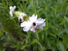 Microbotryum lychnidis-dioicae