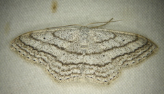 Scopula ancellata