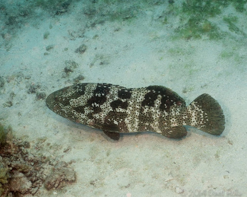 Blackspot cod (Epinephelus malabaricus) — Serranidae — 2
