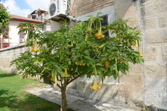 Brugmansia