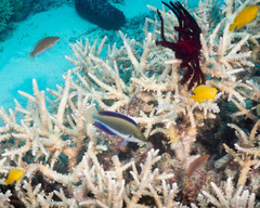 Cirrhilabrus punctatus