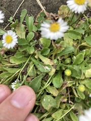 Bellis perennis