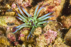 Edwardsianthus sapphirus