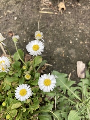 Bellis perennis