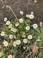 Bellis perennis