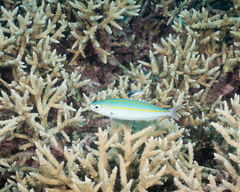 Pterocaesio digramma