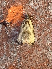 Olethreutes hamameliana