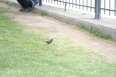 Turdus merula
