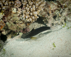 Amblygobius phalaena