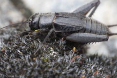Gryllus saxatilis