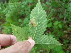 Agromyza aristata