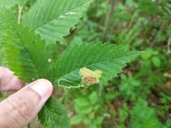 Agromyza aristata