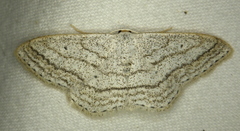 Scopula ancellata