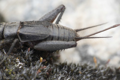 Gryllus saxatilis