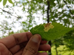 Agromyza aristata