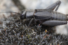 Gryllus saxatilis