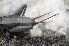 Gryllus saxatilis