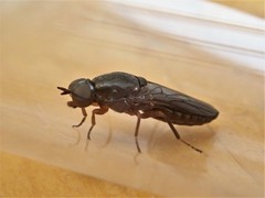 Scenopinus fenestralis