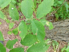 Agromyza aristata