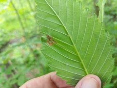 Agromyza aristata