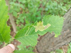 Agromyza aristata