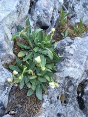 Erigeron philadelphicus provancheri