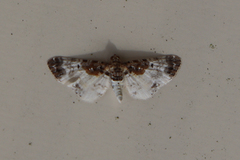 Eupithecia breviculata