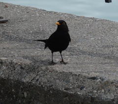 Turdus merula