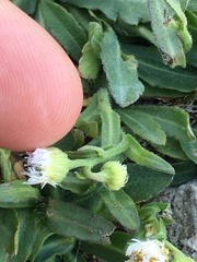 Erigeron philadelphicus provancheri