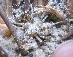 Anoteropsis litoralis