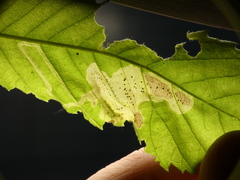 Agromyza aristata