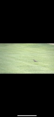 Northern Flicker