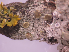 Caloplaca diphasia