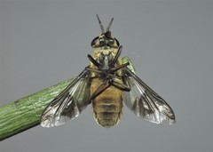 Chrysops viduatus