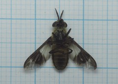 Chrysops viduatus