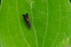 Grapholita angleseana