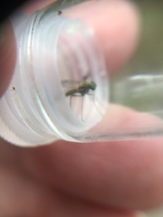 Chrysopilus asiliformis