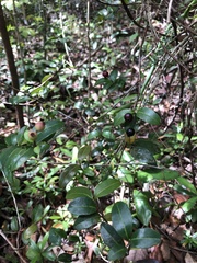Myrcia citrifolia