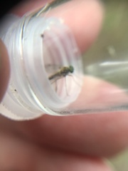 Chrysopilus asiliformis