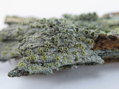 Lecanora inaurata