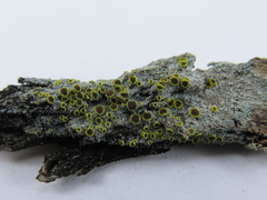 Lecanora inaurata