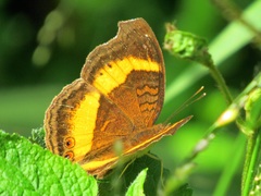 Junonia elgiva