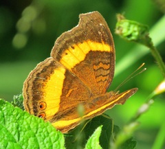 Junonia elgiva