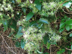 Clematis foetida
