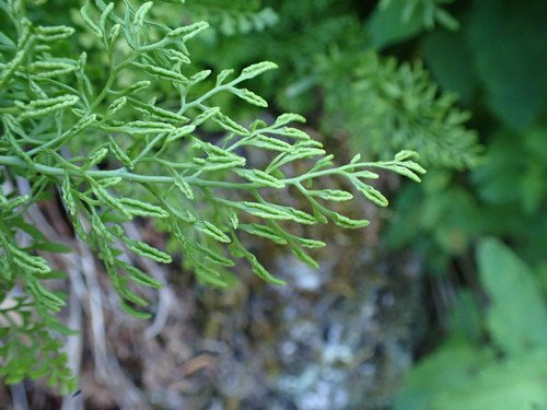parsley fern